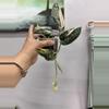 plant/3466 Mayari-0-thumbnail