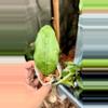 plant/Hoya Vitellina Lampung w/ new leaf-0-thumbnail