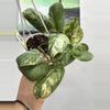 plant/3031 Halimoon basket -0-thumbnail