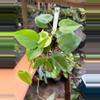 plant/PHILODENDRON CORDATUM VAR 4" 166P-0-thumbnail