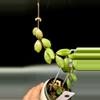 plant/Hoya Kalimantan Mini Coin-0-thumbnail