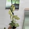 plant/3188 Peasun-0-thumbnail