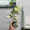 plant/3334  geulis-0-thumbnail