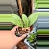 plant/Hoya Limau Kapas-0-thumbnail