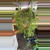 plant/HOYA RETUSA 8" 181P-0-thumbnail