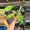 plant/HOYA CALLISTOPHYLLA BLACK CAT 4” 167P-0-thumbnail