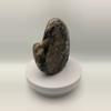 plant/Hampton Butte Petrified Wood - Agatized & Opalized - 1lb 13.85oz-4-thumbnail