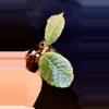 plant/Hoya Aceh Round 🦄-0-thumbnail