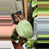 plant/Hoya Dinner Plate -0-thumbnail
