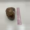 plant/Richardson’s Ranch Thunderegg - Opalized - Polished - 1lb 2oz-3-thumbnail
