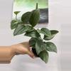 plant/3217 Moonlight mint -0-thumbnail