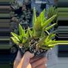 plant/Aloe Nobilis x3 plants-0-thumbnail