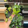 plant/HOYA merilli  5" 172P-0-thumbnail