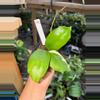 plant/HOYA INCRASSATA 3" 171P-0-thumbnail