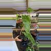 plant/PHILODENDRON PARAISO VERDE 6” 180P-0-thumbnail