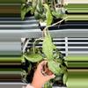 plant/Hoya AH 029 finlaysonii  w/ Peduncle (fuzzy leaves)-0-thumbnail