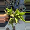 plant/Aloe Nobilis x3 plants-1-thumbnail