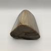 plant/Stinking Water Oak Petrified Wood - Agatized - Polished - 2lbs 1.10oz-2-thumbnail