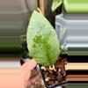 plant/Hoya Aceh Permata Musara-0-thumbnail