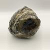 plant/Mcdermitt Agate - Opalized - Polished - 1lb 6.80oz-2-thumbnail