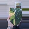 plant/1016C Large Tricolor Gloriosum 6 leaves-1-thumbnail