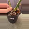 plant/1018 Large Tricolor gloriosum two leaves-3-thumbnail