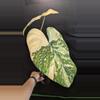 plant/1018 Large Tricolor gloriosum two leaves-2-thumbnail