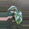plant/1016C Large Tricolor Gloriosum 6 leaves-2-thumbnail
