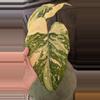 plant/1018 Large Tricolor gloriosum two leaves-0-thumbnail