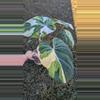 plant/1016C Large Tricolor Gloriosum 6 leaves-0-thumbnail