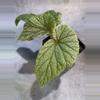 plant/Pink sinbad begonia-0-thumbnail