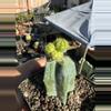 plant/Hulk Balls on graft-0-thumbnail