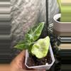 plant/Alocasia Ninja Tricolor-0-thumbnail