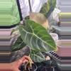 plant/Alocasia Watsoniana-0-thumbnail