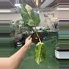 plant/Syngonium chiapense variegated 4”-0-thumbnail
