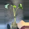 plant/Hapaline appendiculata terrarium plant-4-thumbnail