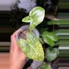 plant/Alocasia Pink Dragon Aurea-0-thumbnail