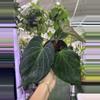 plant/Anthurium KOS 4”-0-thumbnail