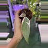 plant/Philodendron Pink Princess Mutation 3”-0-thumbnail