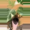 plant/Monstera Thai-1-thumbnail