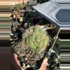 plant/Crested Oreocereus on graft-0-thumbnail