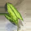 plant/Hapaline celatrix terrarium plant-0-thumbnail