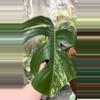 plant/Monstera albo-1-thumbnail