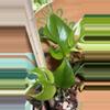 plant/Monstera Ginny-1-thumbnail