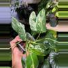 plant/Philodendron Emerald King cutting-0-thumbnail