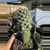 plant/Huge! Monstrose Strombocactus on graft-2-thumbnail
