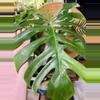 plant/Monstera sport LARGE-0-thumbnail