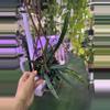plant/Blue oil fern 4”-0-thumbnail