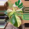 plant/Monstera aurea / poping baby-0-thumbnail