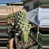plant/Huge! Monstrose Strombocactus on graft-0-thumbnail